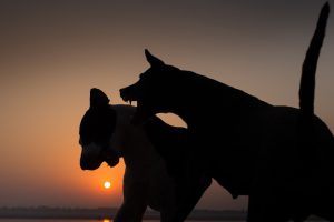 fotografía de la celebración del holi en la India por Pedro Etura